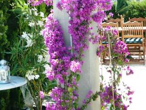 cannes rental,cannes short term accommodation